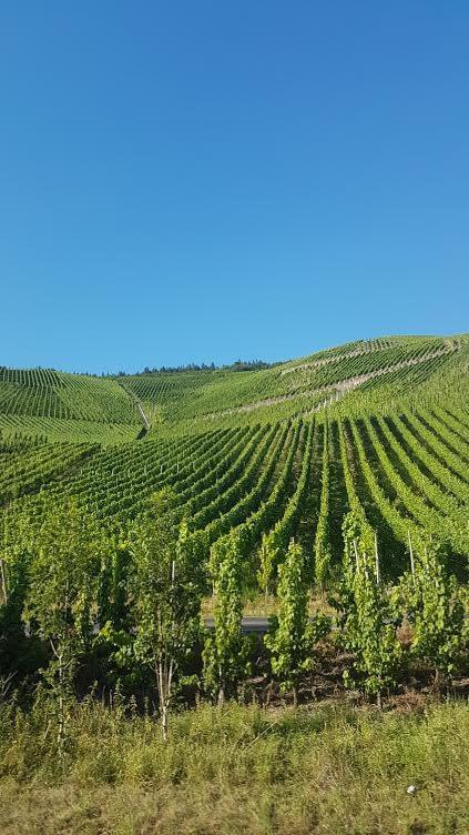 Die Quelle Bernkastel-Kues Esterno foto